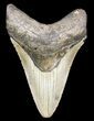 Megalodon Tooth - North Carolina #53241-1